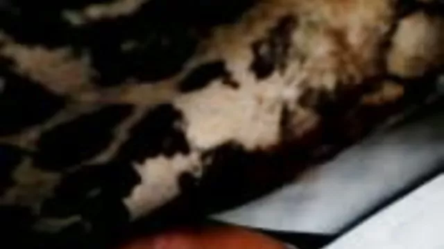 Dla dorosłych bez rejestracji Drzewo złapał darmowe filmy pornno ciepłe i miękkie lapa radość